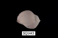 藏品(紫口珊瑚螺)的圖片